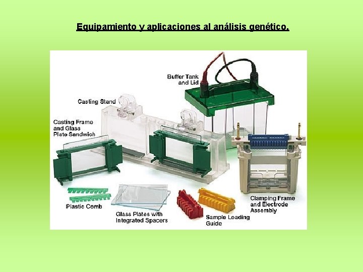 Equipamiento y aplicaciones al análisis genético. 