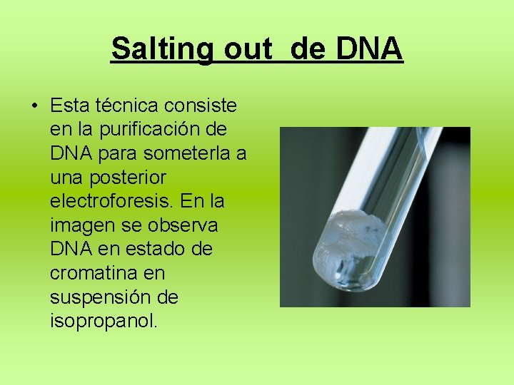 Salting out de DNA • Esta técnica consiste en la purificación de DNA para
