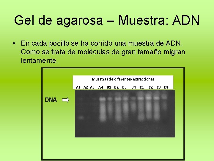 Gel de agarosa – Muestra: ADN • En cada pocillo se ha corrido una