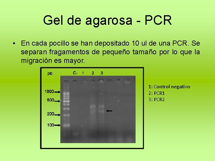 Gel de agarosa - PCR • En cada pocillo se han depositado 10 ul