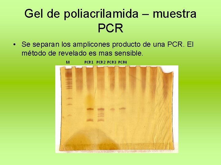 Gel de poliacrilamida – muestra PCR • Se separan los amplicones producto de una