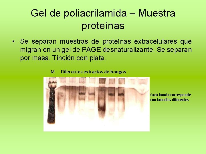 Gel de poliacrilamida – Muestra proteínas • Se separan muestras de proteínas extracelulares que