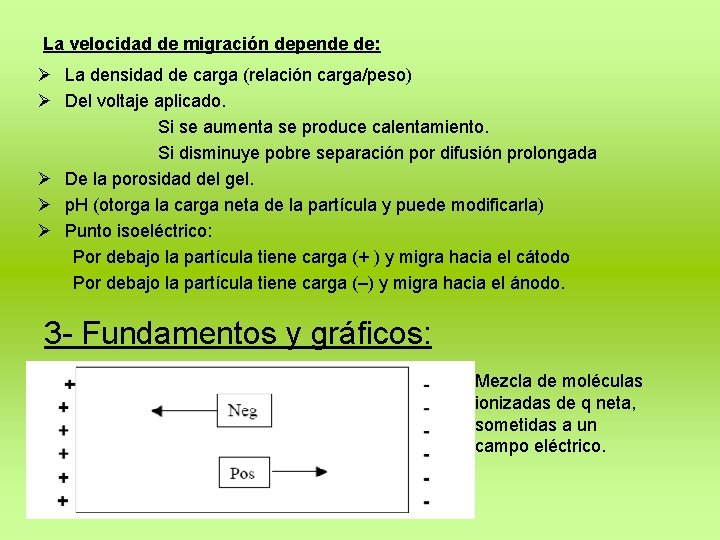 La velocidad de migración depende de: Ø La densidad de carga (relación carga/peso) Ø