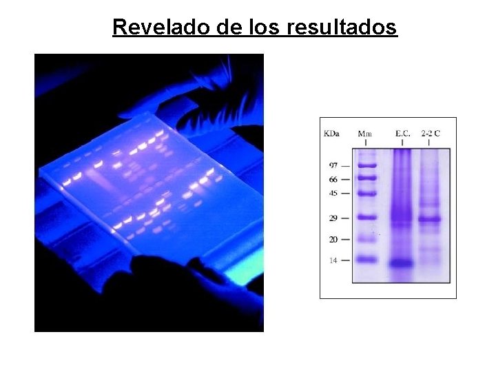 Revelado de los resultados 