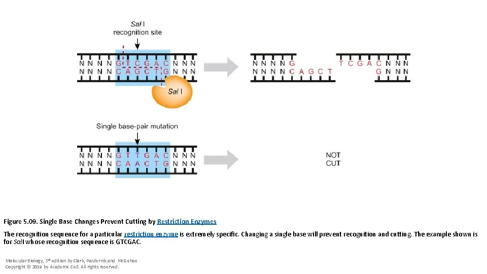 Figure 5. 09. Single Base Changes Prevent Cutting by Restriction Enzymes The recognition sequence