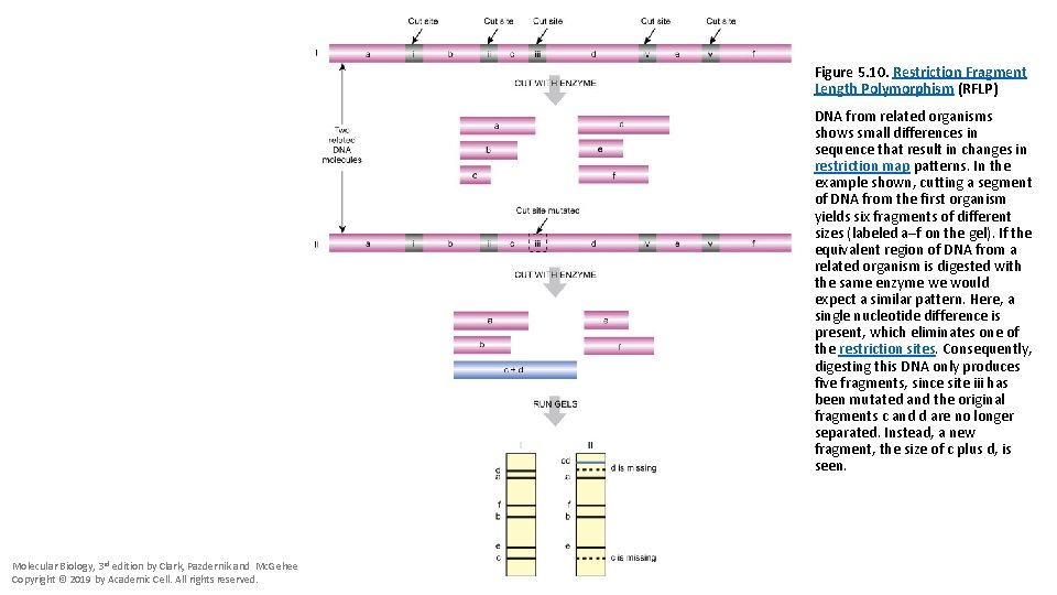 Figure 5. 10. Restriction Fragment Length Polymorphism (RFLP) DNA from related organisms shows small