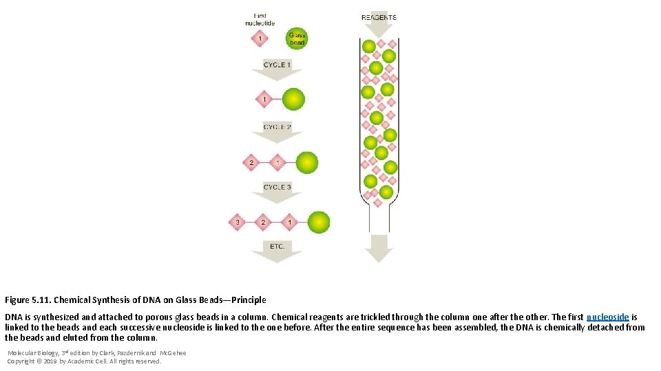 Figure 5. 11. Chemical Synthesis of DNA on Glass Beads—Principle DNA is synthesized and