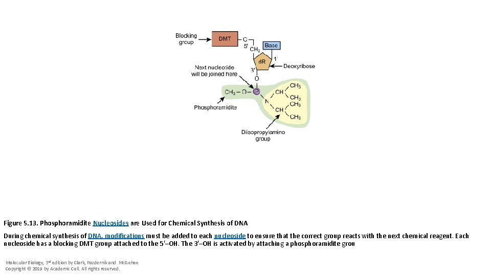 Figure 5. 13. Phosphoramidite Nucleosides are Used for Chemical Synthesis of DNA During chemical