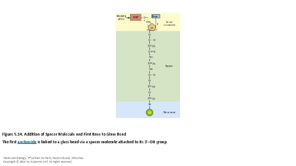 Figure 5. 14. Addition of Spacer Molecule and First Base to Glass Bead The