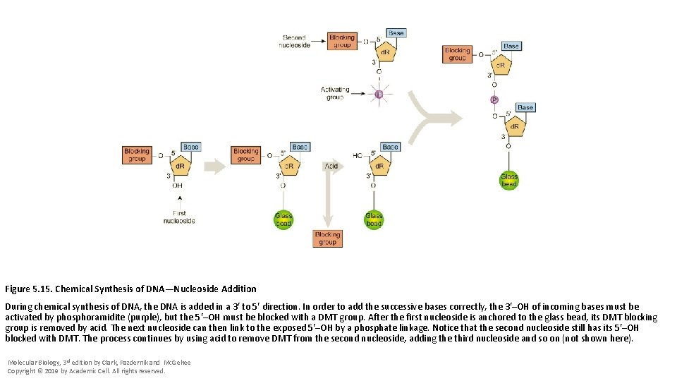 Figure 5. 15. Chemical Synthesis of DNA—Nucleoside Addition During chemical synthesis of DNA, the
