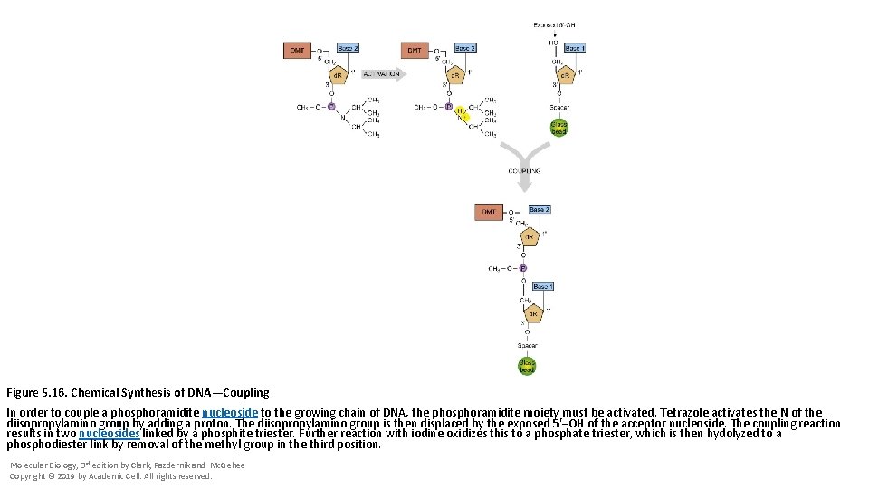 Figure 5. 16. Chemical Synthesis of DNA—Coupling In order to couple a phosphoramidite nucleoside