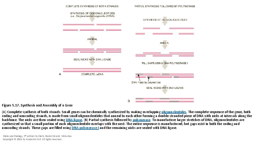 Figure 5. 17. Synthesis and Assembly of a Gene (A) Complete synthesis of both