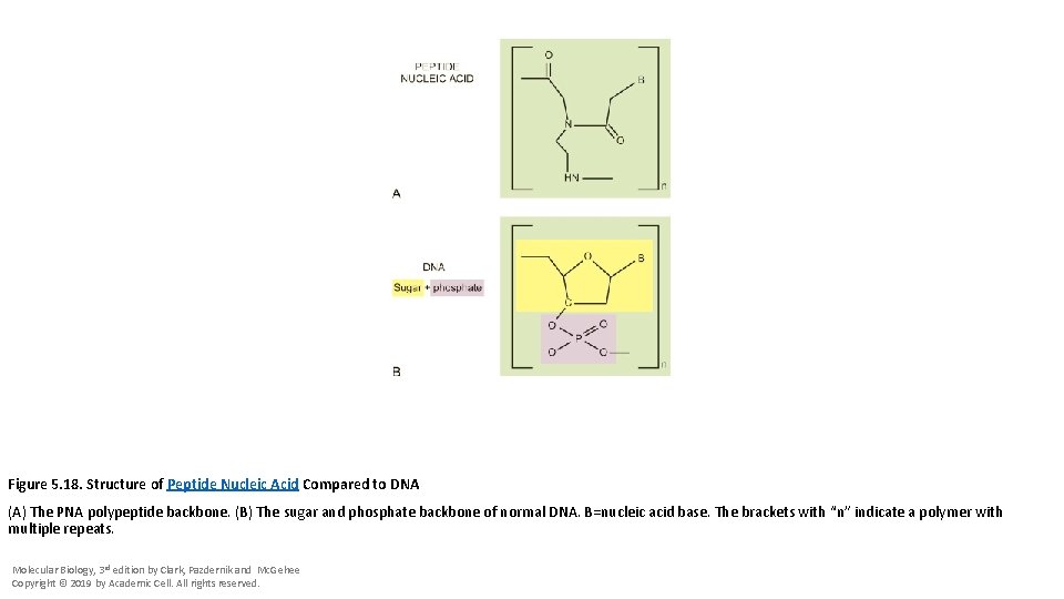 Figure 5. 18. Structure of Peptide Nucleic Acid Compared to DNA (A) The PNA