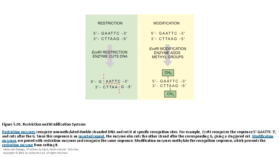 Figure 5. 01. Restriction and Modification Systems Restriction enzymes recognize nonmethylated double-stranded DNA and