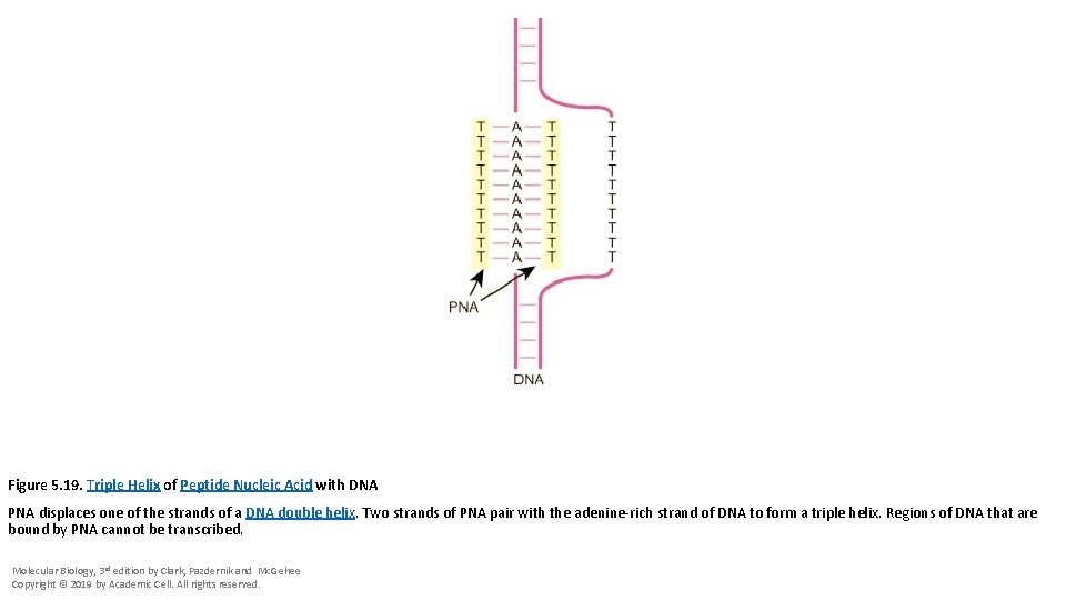 Figure 5. 19. Triple Helix of Peptide Nucleic Acid with DNA PNA displaces one