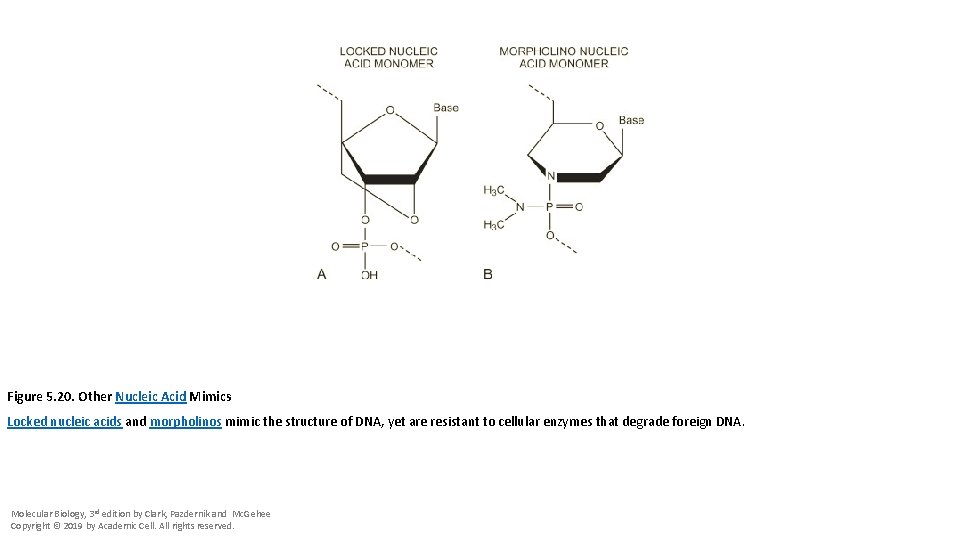 Figure 5. 20. Other Nucleic Acid Mimics Locked nucleic acids and morpholinos mimic the