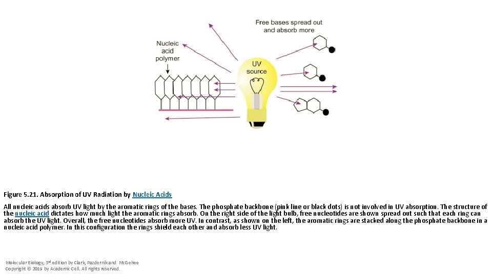Figure 5. 21. Absorption of UV Radiation by Nucleic Acids All nucleic acids absorb
