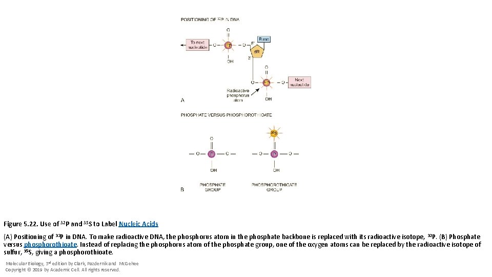 Figure 5. 22. Use of 32 P and 35 S to Label Nucleic Acids