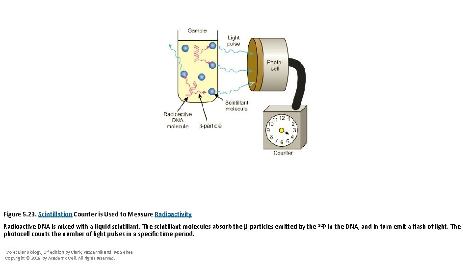 Figure 5. 23. Scintillation Counter is Used to Measure Radioactivity Radioactive DNA is mixed
