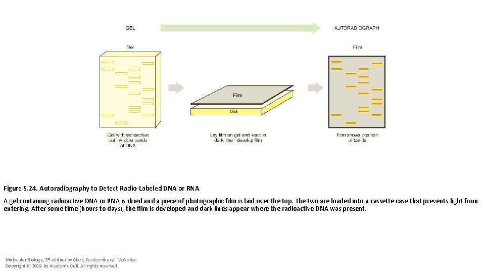 Figure 5. 24. Autoradiography to Detect Radio-Labeled DNA or RNA A gel containing radioactive