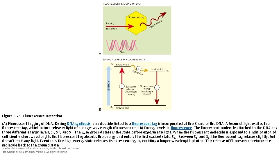 Figure 5. 25. Fluorescence Detection (A) Fluorescent tagging of DNA. During DNA synthesis, a
