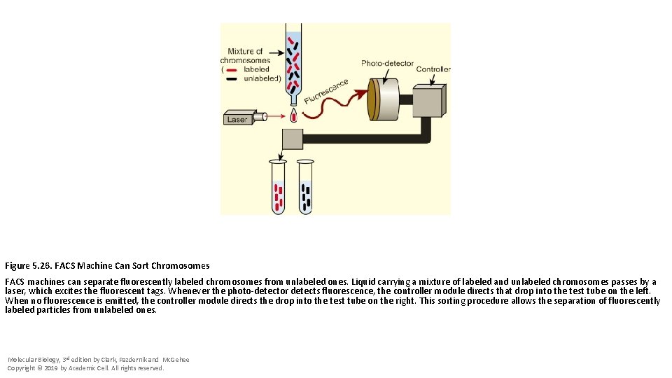 Figure 5. 26. FACS Machine Can Sort Chromosomes FACS machines can separate fluorescently labeled