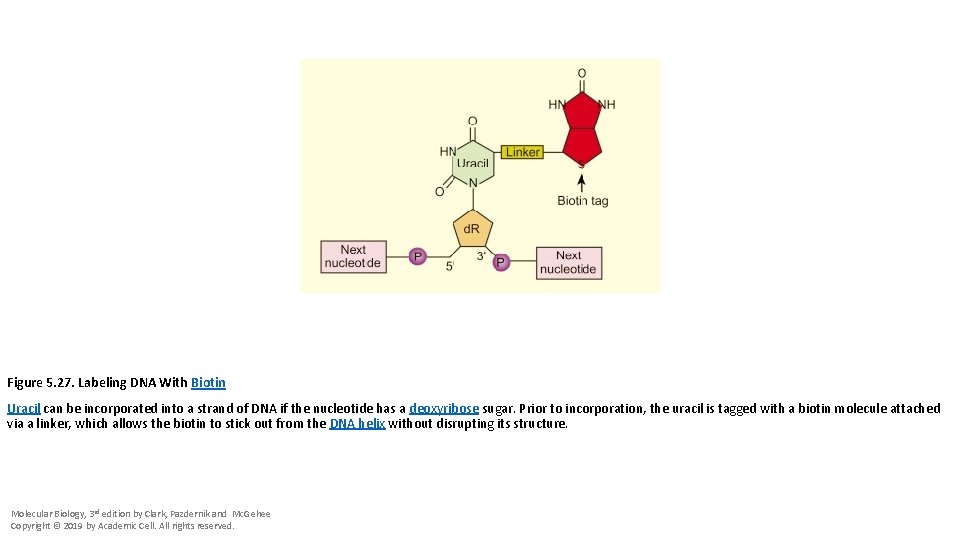 Figure 5. 27. Labeling DNA With Biotin Uracil can be incorporated into a strand