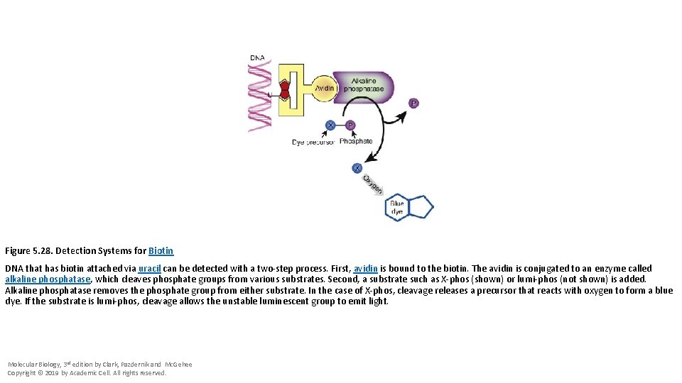 Figure 5. 28. Detection Systems for Biotin DNA that has biotin attached via uracil
