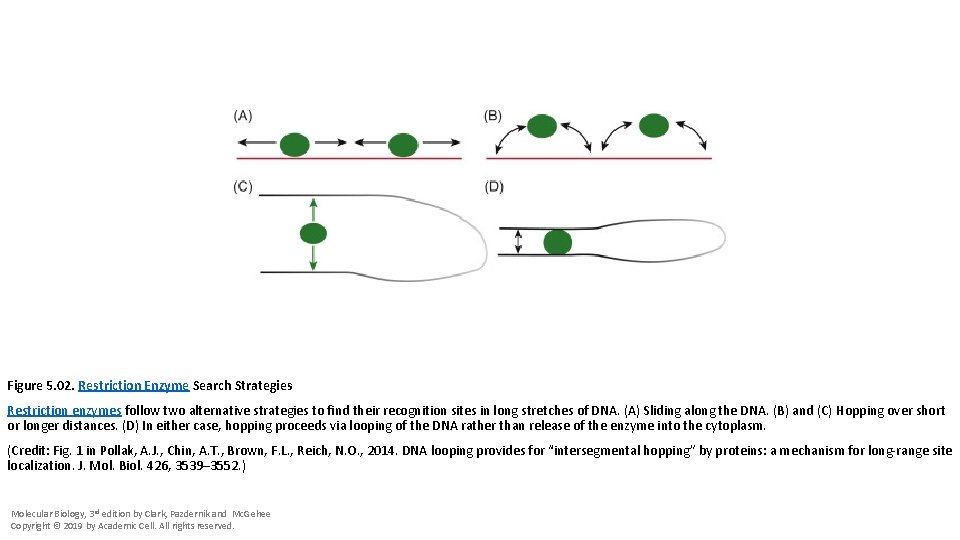 Figure 5. 02. Restriction Enzyme Search Strategies Restriction enzymes follow two alternative strategies to