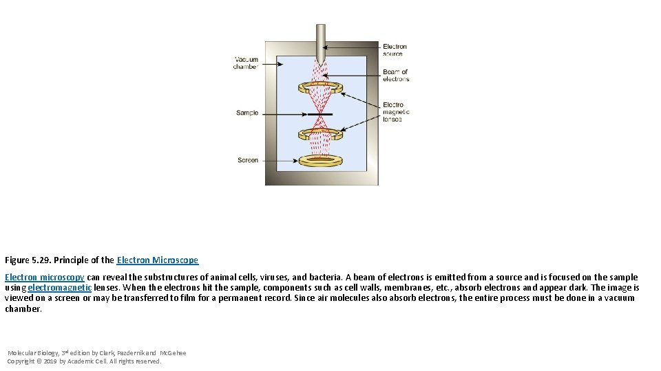 Figure 5. 29. Principle of the Electron Microscope Electron microscopy can reveal the substructures