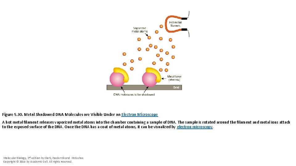 Figure 5. 30. Metal Shadowed DNA Molecules are Visible Under an Electron Microscope A