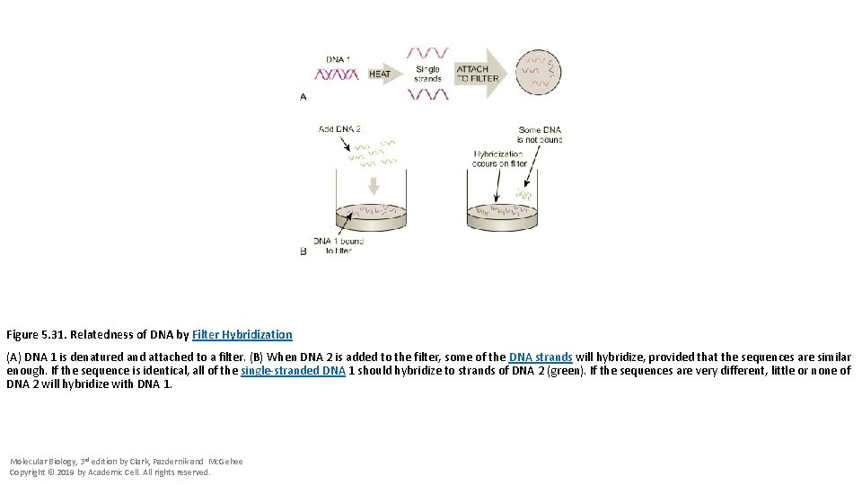 Figure 5. 31. Relatedness of DNA by Filter Hybridization (A) DNA 1 is denatured