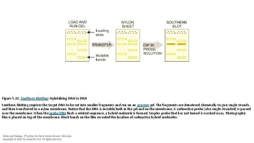 Figure 5. 32. Southern Blotting: Hybridizing DNA to DNA Southern blotting requires the target