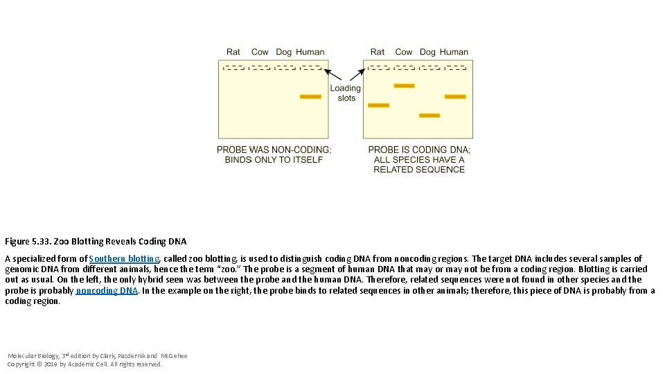 Figure 5. 33. Zoo Blotting Reveals Coding DNA A specialized form of Southern blotting,
