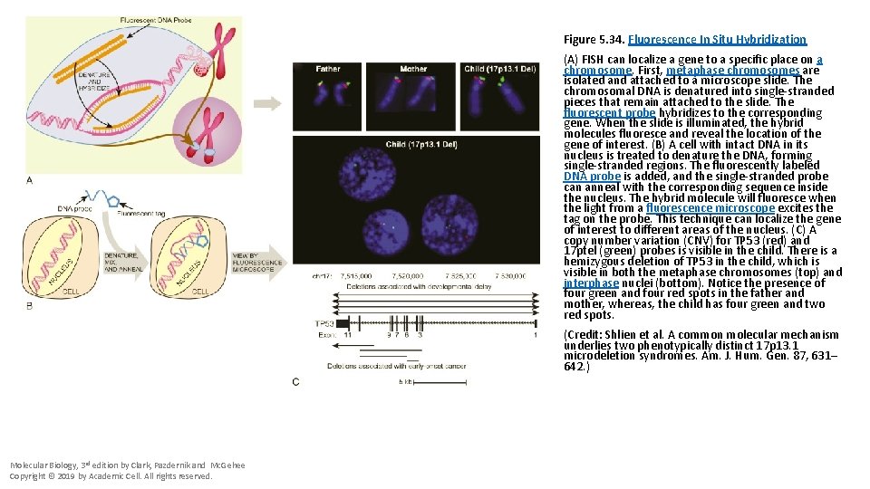 Figure 5. 34. Fluorescence In Situ Hybridization (A) FISH can localize a gene to