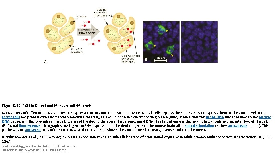 Figure 5. 35. FISH to Detect and Measure m. RNA Levels (A) A variety