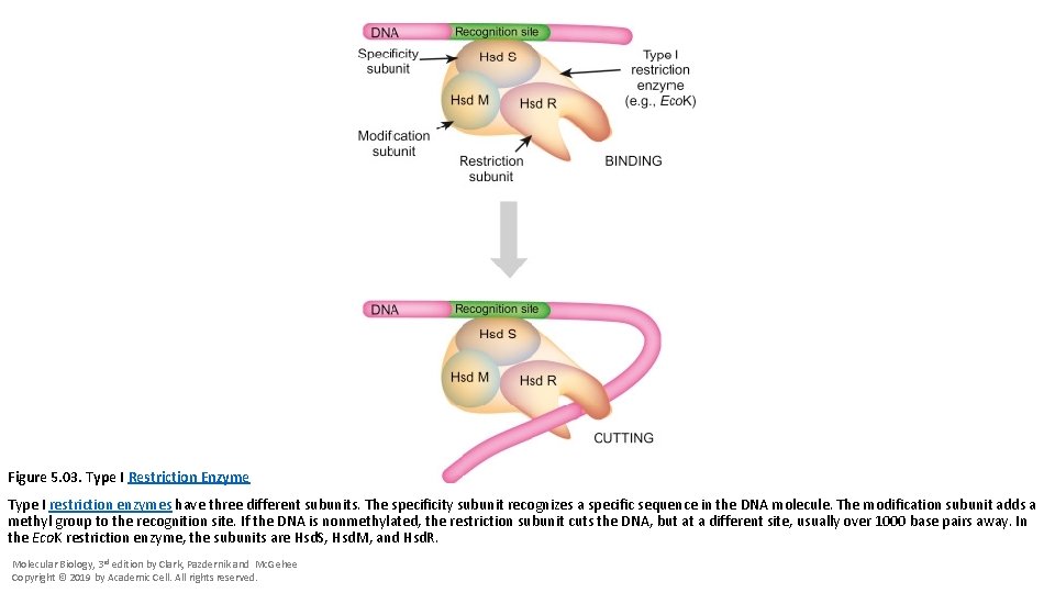 Figure 5. 03. Type I Restriction Enzyme Type I restriction enzymes have three different