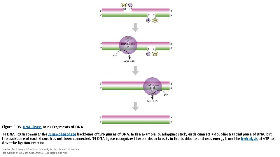 Figure 5. 06. DNA Ligase Joins Fragments of DNA T 4 DNA ligase connects