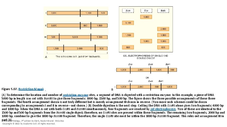Figure 5. 07. Restriction Mapping (A) To determine the location and number of restriction