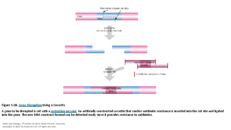 Figure 5. 08. Gene Disruption Using a Cassette A gene to be disrupted is