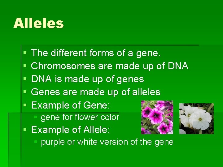 Alleles § § § The different forms of a gene. Chromosomes are made up