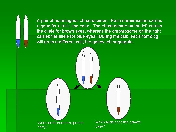 A pair of homologous chromosomes. Each chromosome carries a gene for a trait, eye