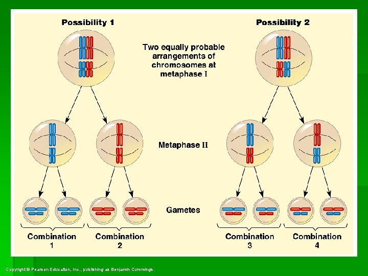 Copyright © Pearson Education, Inc. , publishing as Benjamin Cummings. 