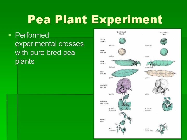 Pea Plant Experiment § Performed experimental crosses with pure bred pea plants 