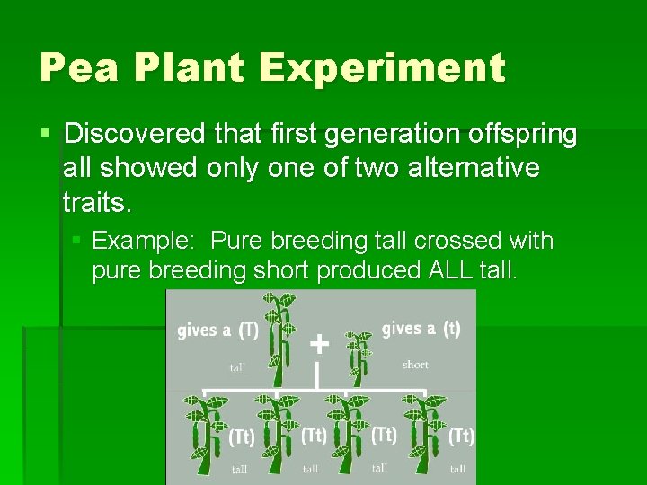 Pea Plant Experiment § Discovered that first generation offspring all showed only one of