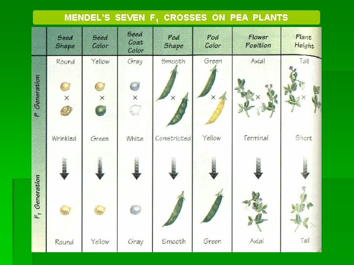 MENDEL’S SEVEN F 1 CROSSES ON PEA PLANTS 