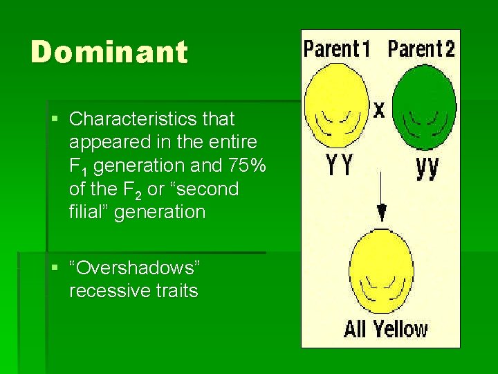 Dominant § Characteristics that appeared in the entire F 1 generation and 75% of