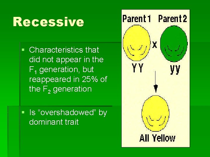 Recessive § Characteristics that did not appear in the F 1 generation, but reappeared