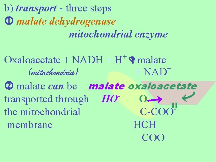 b) transport - three steps malate dehydrogenase mitochondrial enzyme Oxaloacetate + NADH + H+