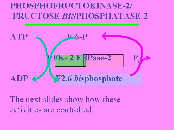 PHOSPHOFRUCTOKINASE-2/ FRUCTOSE BISPHOSPHATASE-2 ATP F-6 -P PFK- 2 FBPase-2 ADP F 2, 6 bisphosphate